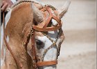 Pferd International 134